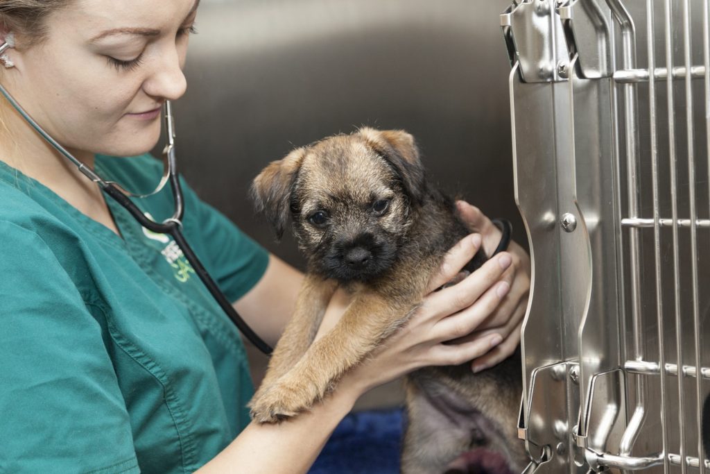 veterinary UK courses
